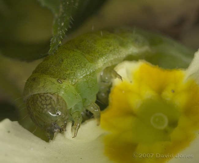 Green caterpillar (unidentified) on Primrose - close-up