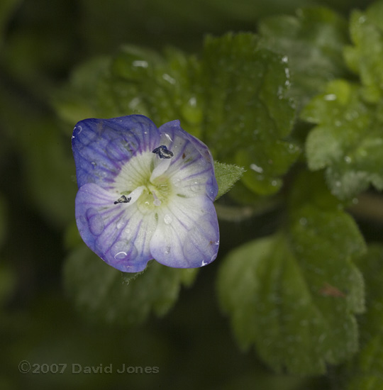 Common Field (Persian) Speedwell (Veronica persica)?