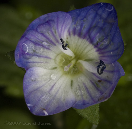 Common Field (Persian) Speedwell (Veronica persica)? - close-up