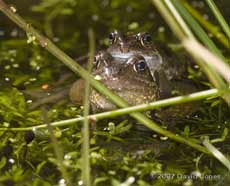 Frogs in an amplexus embrace