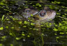 Frogs in an amplexus embrace, again