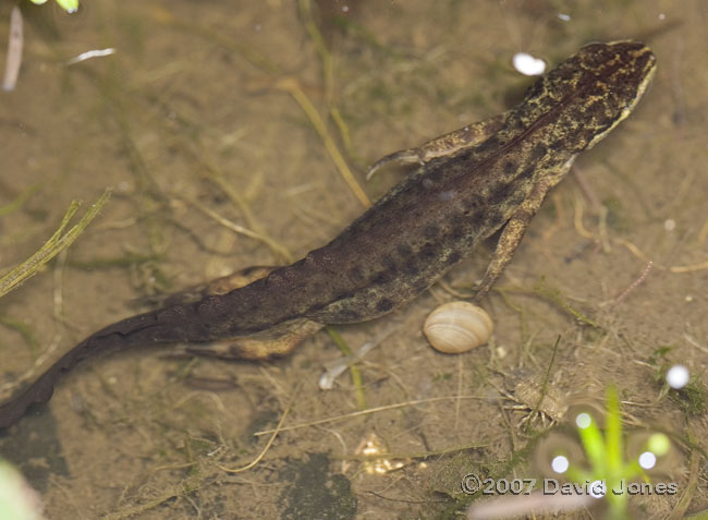 Newt swimming with cockle attached to foot