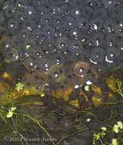 Close-up of tadpoles and late frogspawn