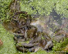 Male frogs compete for female