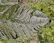 Fern with frost coating