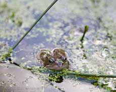 Solitary frog in pond