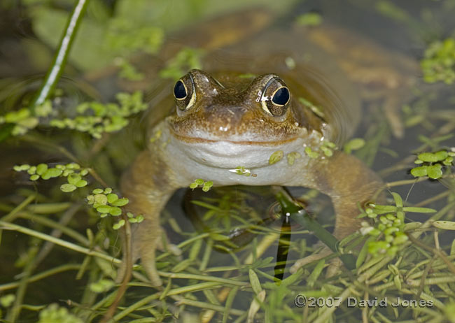 Solitary frog in big pond