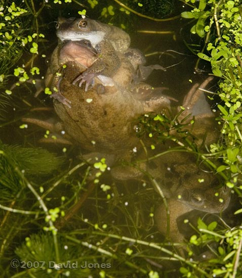 Frogs in amplexus scrum