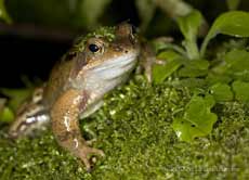 Frog climbs over mossy rock