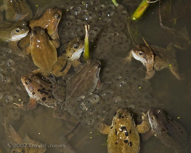  Frogs gathered around spawn - 2
