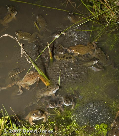  Frogs gathered around spawn - 1