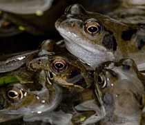 Frogs in close-up