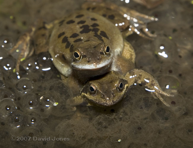 Frog with amputated(?) front leg
