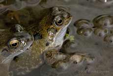 A pair of frogs on spawn