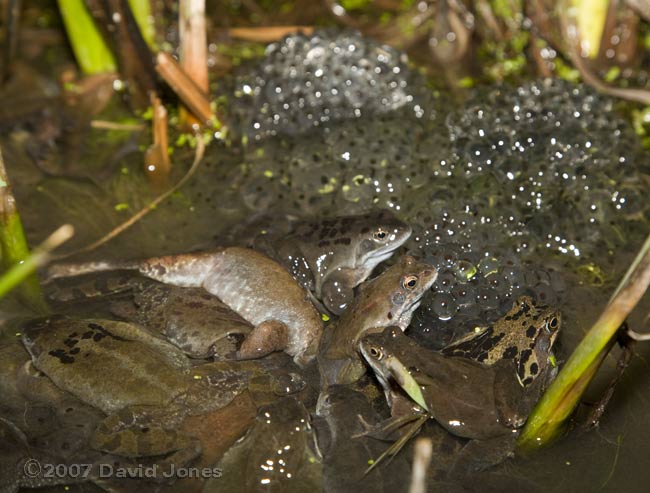 Frogs in a 'scrum' in front of spawn