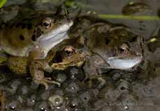 Three frogs on spawn