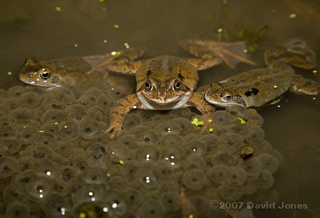 Frogs relax by spawn