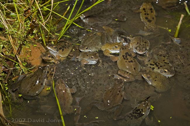 Frogs gathered around spawn