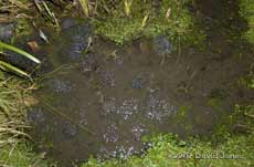 The shallow end of our pond, with frogspawn