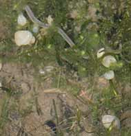 young pea-shell cockles attached to plants