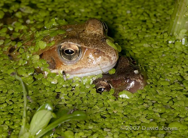 frogs, possibly in amplexus