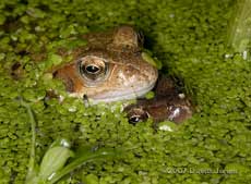 frogs, possibly in amplexus