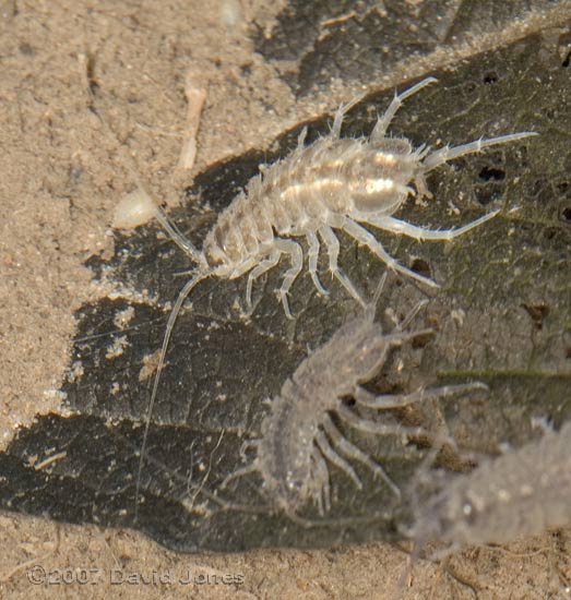 Water Louse (Asellus aquaticus)