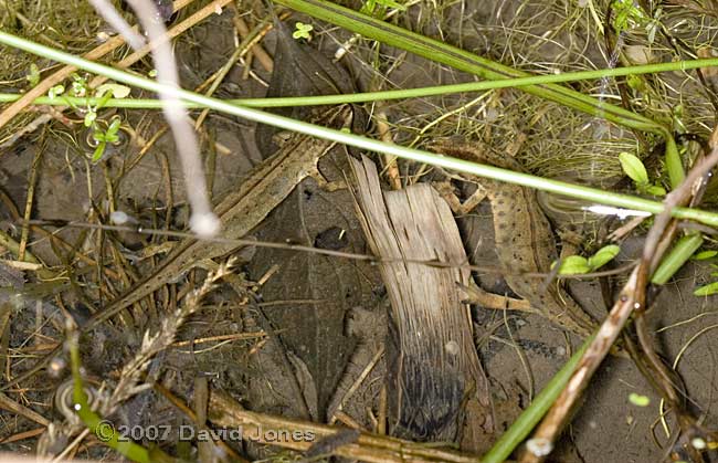 Smooth Newts hunting