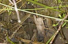smooth newts in pond