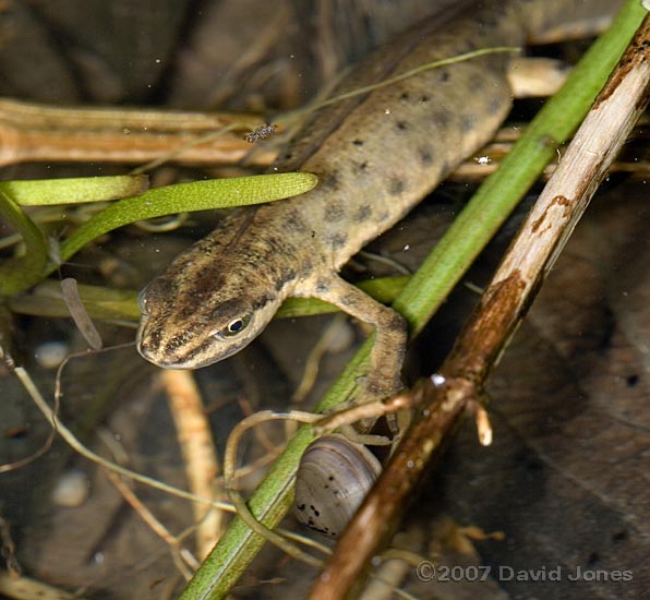 Smooth Newt with digit trapped in Pea-shell Cockle - 1