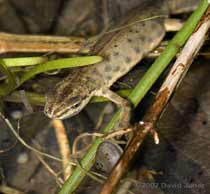 newt with digit trapped in pea-shell cockle