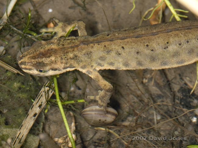 Smooth Newt with digit trapped in Pea-shell Cockle - 2