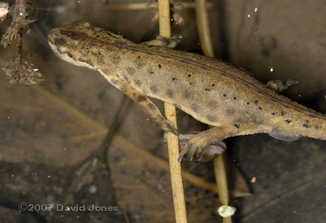 Smooth Newt with digit trapped in Pea-shell Cockle - 3