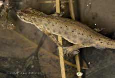 newt with digit trapped in pea-shell cockle - 2