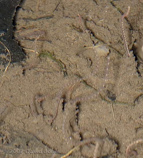 Segmented worms (Tubifex sp. ?)