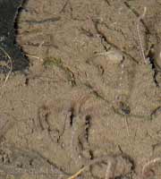 Tubifex worms in mud