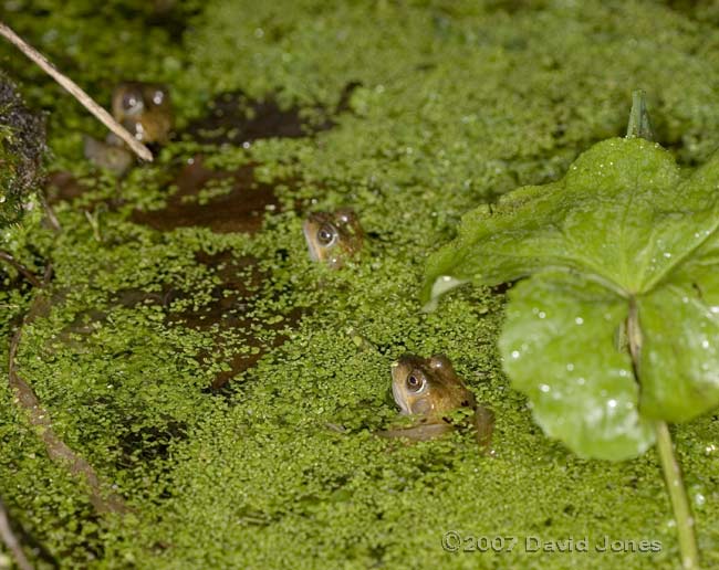 Frogs in duckweed