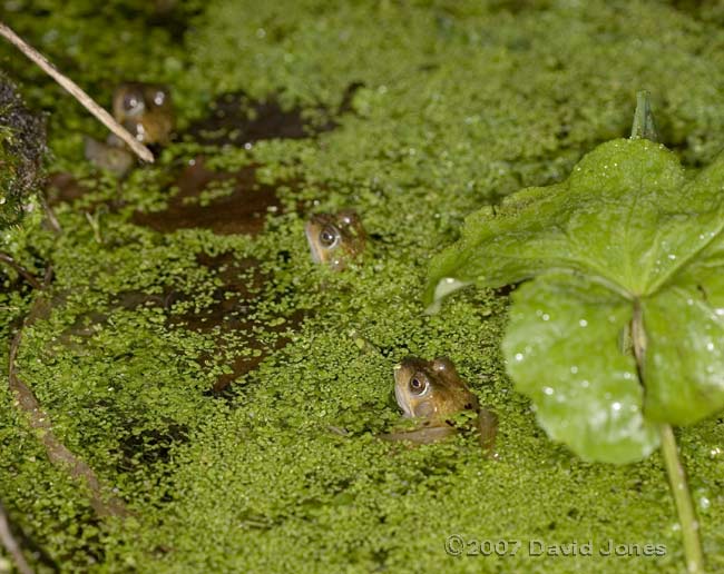 Frogs in duckweed
