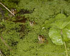 Frogs in duckweed