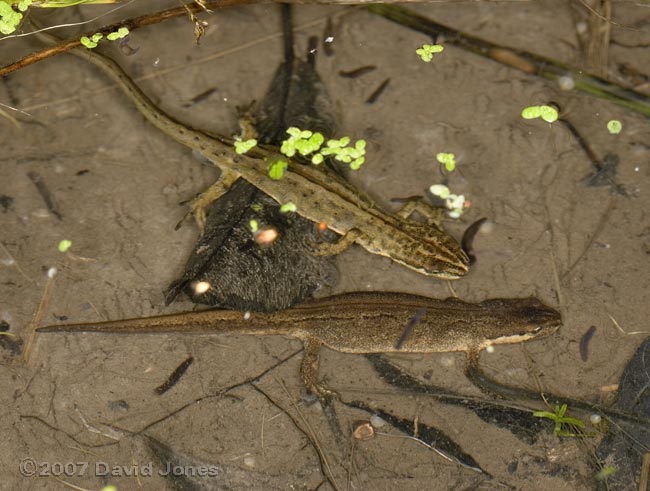 Smooth Newts and flatworms - 1