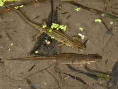 Newts and flatworms in pond