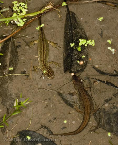 Smooth Newts and flatworms - 2