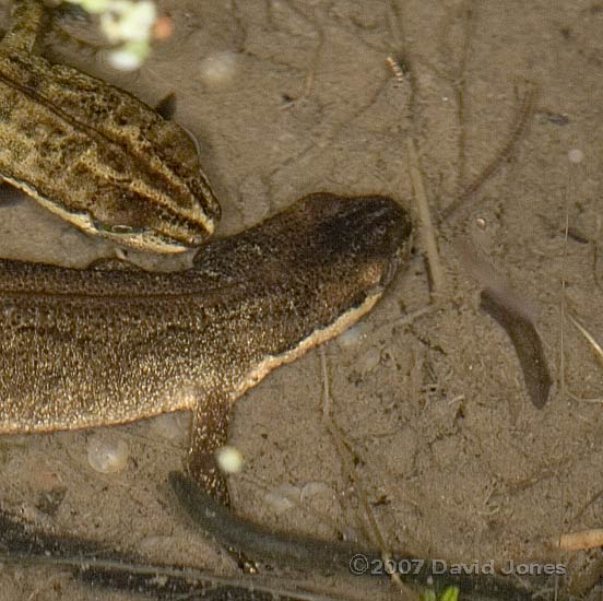 Smooth Newts and Tubifex worm