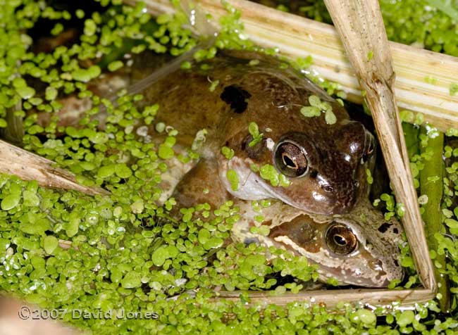 Frogs in amplexus