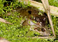 Frogs in amplexus