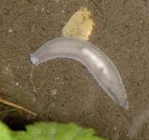 Flatworm (Dendrocoelum lacteum)