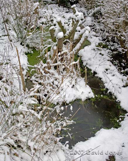 Snow around the big pond