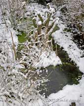 Snow around the big pond