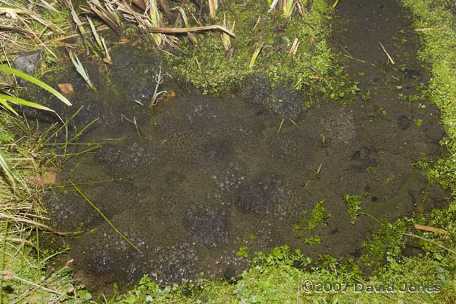 The shallow end of our pond, with frogspawn but no frogs