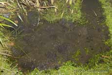 The shallow end of our pond, with frogspawn but no frogs
